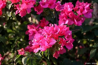 九重葛開花時，使用硫酸亞鐵有「技巧」，做好4件事，見效快