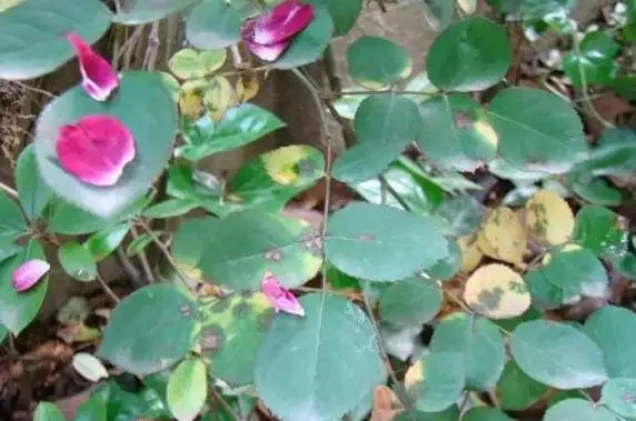 黑斑病,圖14