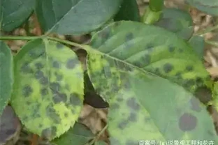 盆栽玫瑰花，就是病蟲窩子，做好這些事，才能花多開得豔