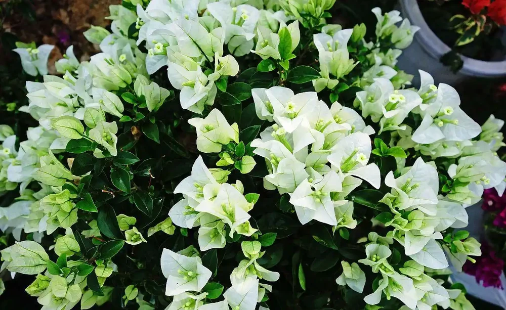 九重葛:又名九重葛,九重葛