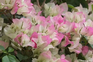 三角梅：又名九重葛，九重葛