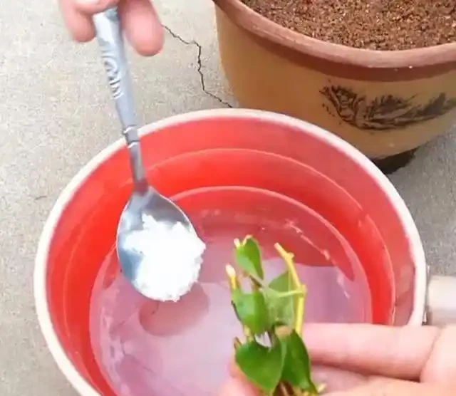收到的玫瑰花,4個小技巧,不凋零不早落,愛情長長久久