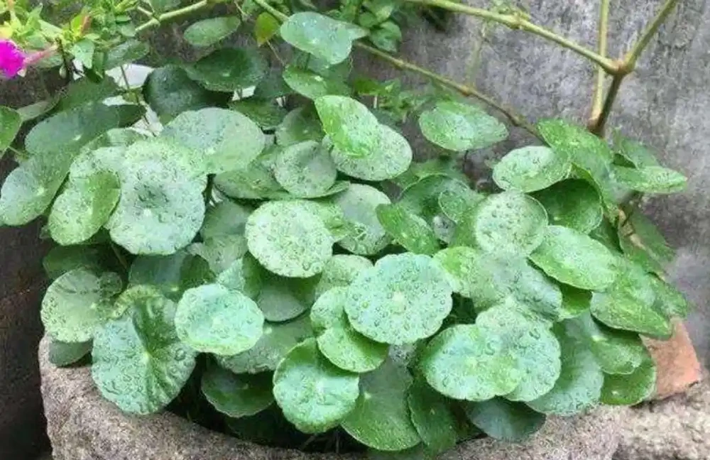 銅錢草葉子小,經常澆2種水,長得旺盛,濃綠光亮