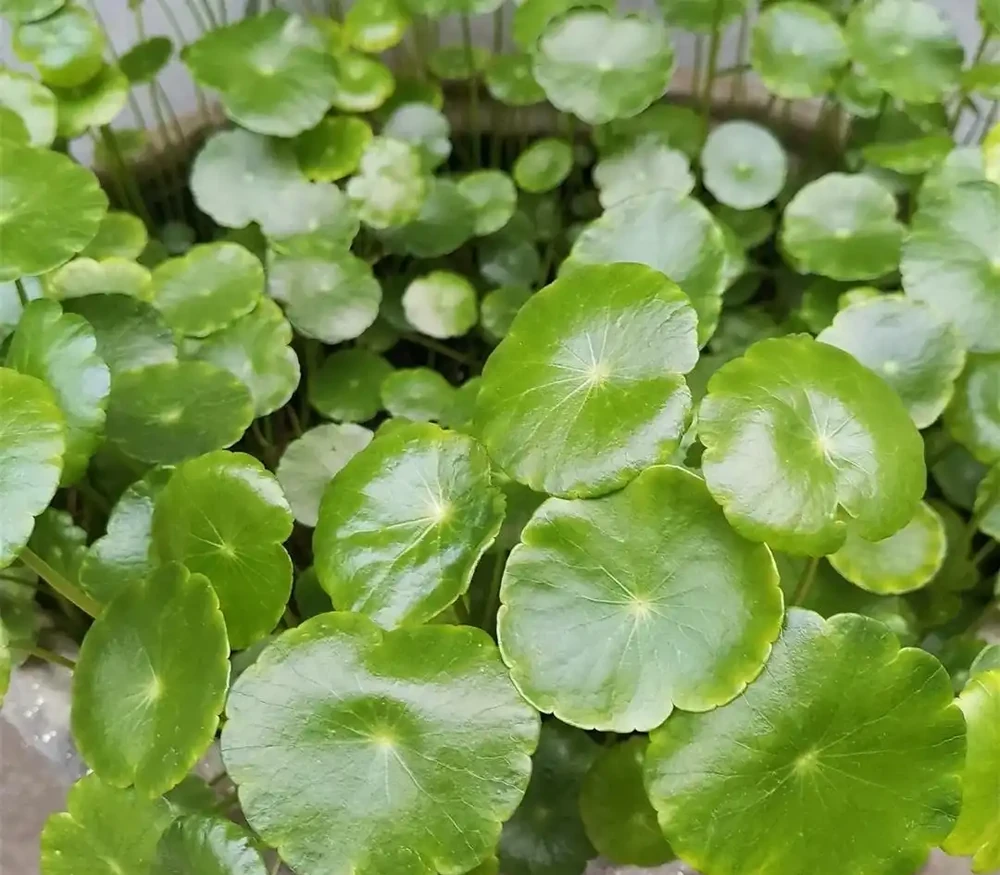 銅錢草葉子小,經常澆2種水,長得旺盛,濃綠光亮