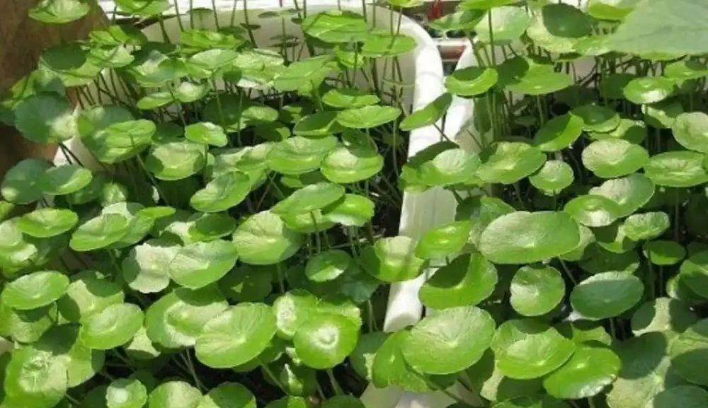 銅錢草葉子小,經常澆2種水,長得旺盛,濃綠光亮