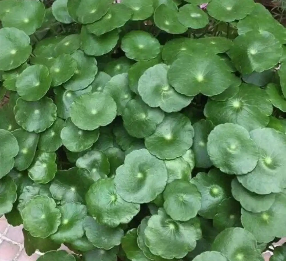 銅錢草葉子小,經常澆2種水,長得旺盛,濃綠光亮