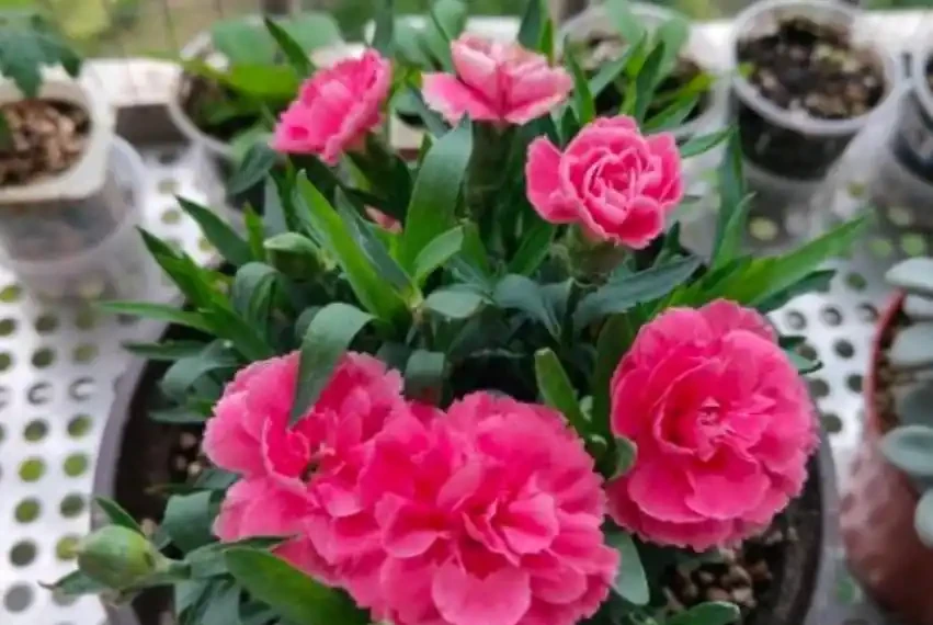 「母親之花」康乃馨,換盆馴化復原操作好,一年滿盆,開花上百朵