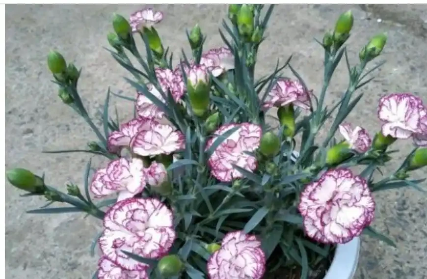 「母親之花」康乃馨,換盆馴化復原操作好,一年滿盆,開花上百朵
