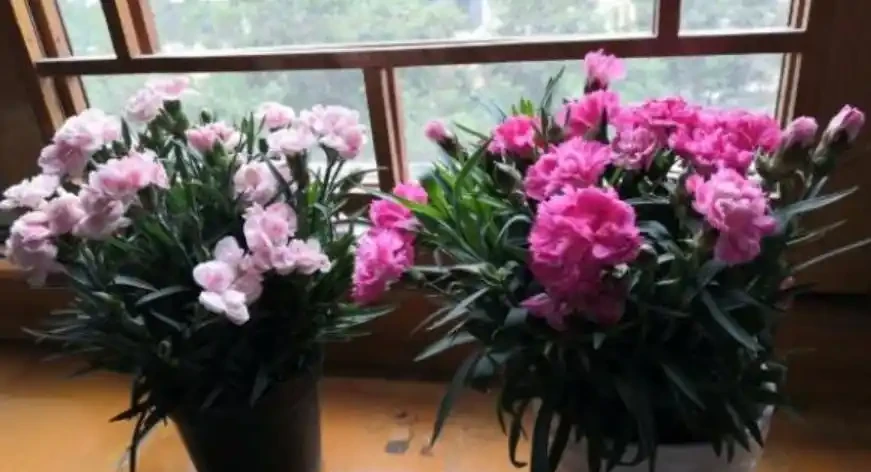 「母親之花」康乃馨，換盆馴化復原操作好，一年滿盆，開花上百朵