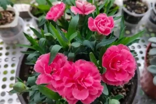「母親之花」康乃馨，換盆馴化復原操作好，一年滿盆，開花上百朵