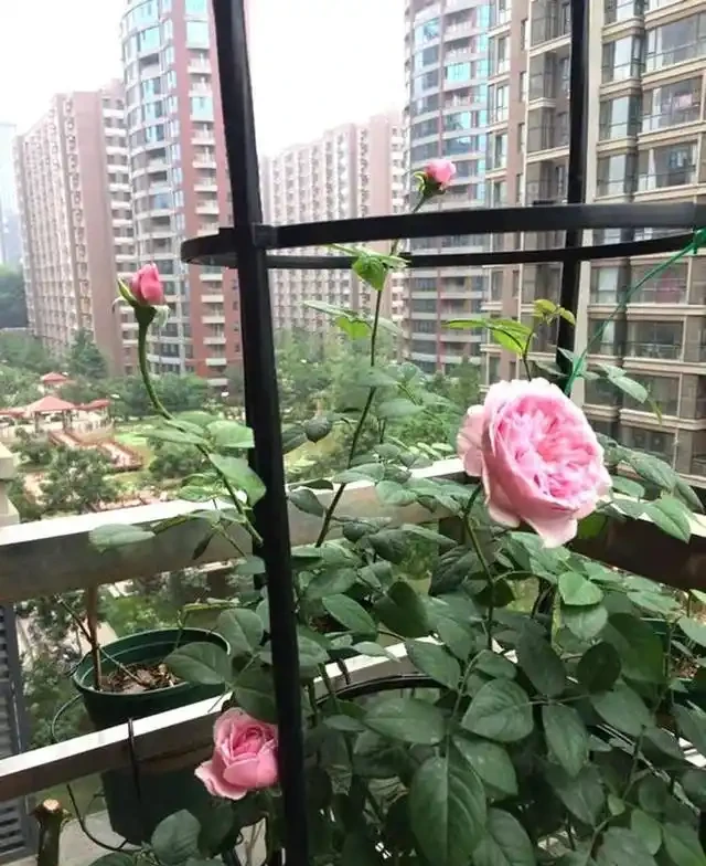 藤蔓玫瑰全年12個月栽培要領,抓重點必能花爆陽臺