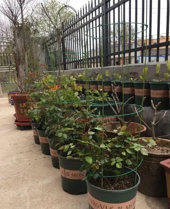 藤蔓玫瑰全年12個月栽培要領,抓重點必能花爆陽臺