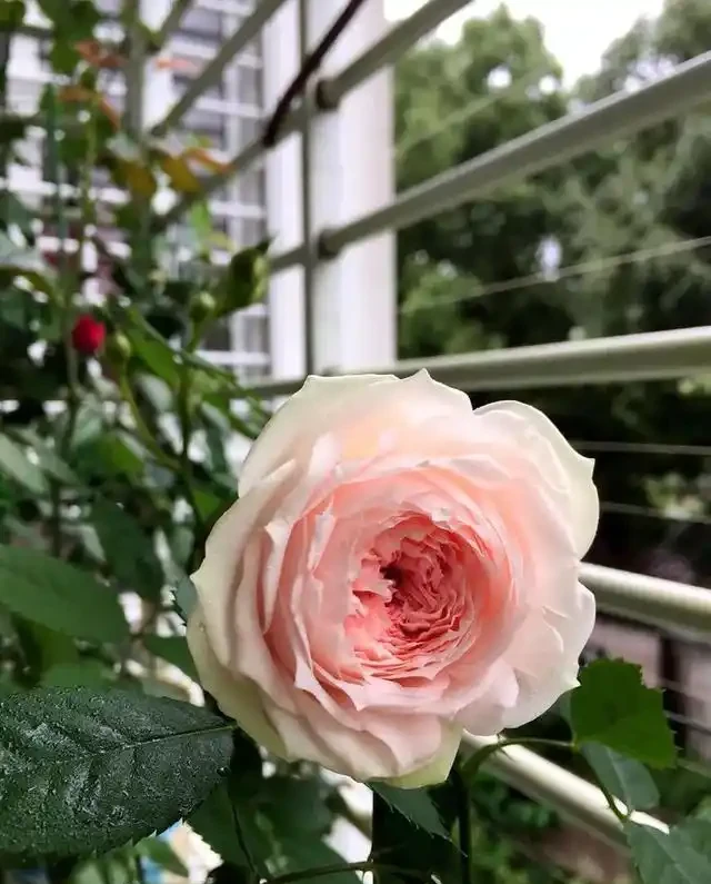 藤蔓玫瑰全年12個月栽培要領,抓重點必能花爆陽臺