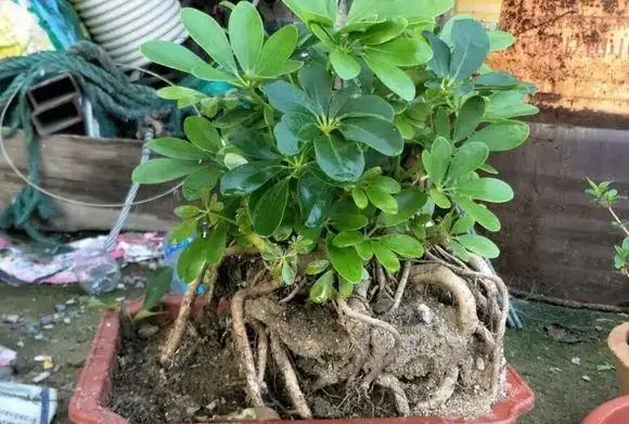 重點是懸根露爪,圖1