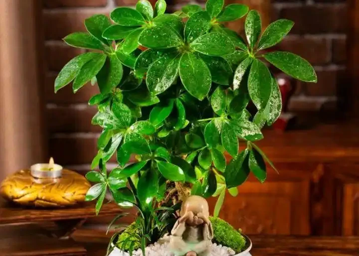 懸垂棉布提根小型盆景,圖9