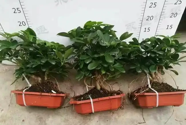 小微盆景初步提根,圖5