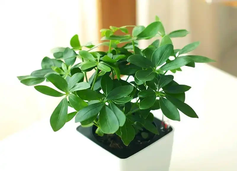 小微鴨腳木,圖7