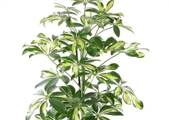 花葉鴨腳木,圖8