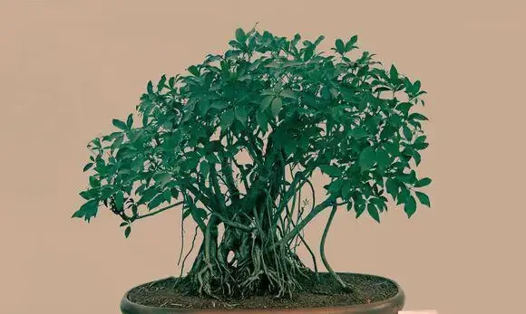 叢林式鴨腳木,圖4