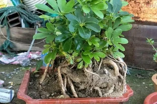 鴨腳木做盆景，做好這幾點，提根效果好