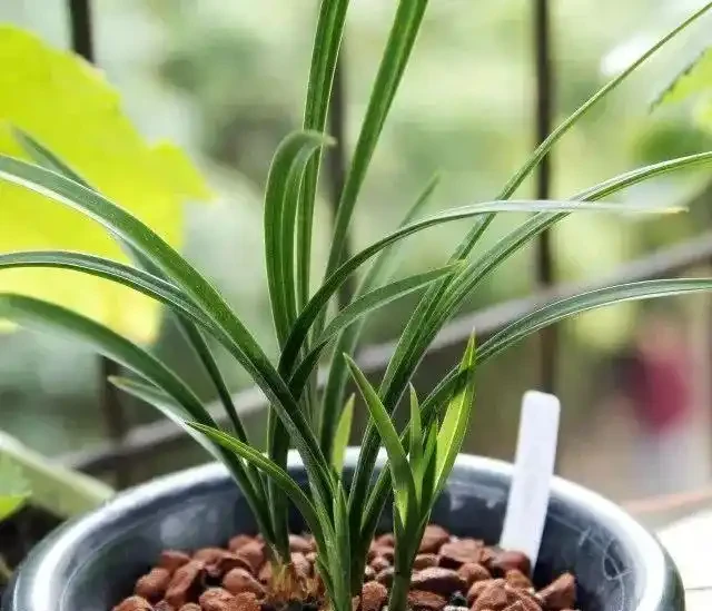 試著用點「化妝」土,你會看到盆栽的顏值發生著神奇的變化