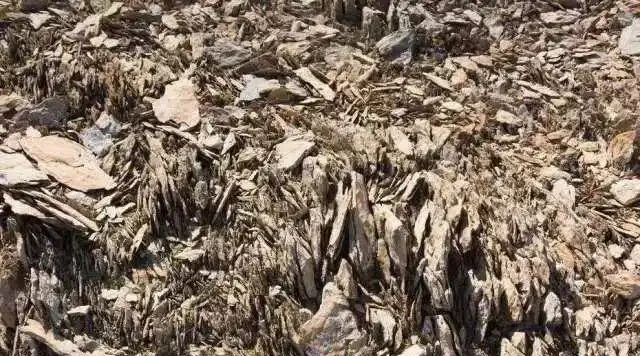 試著用點「化妝」土,你會看到盆栽的顏值發生著神奇的變化
