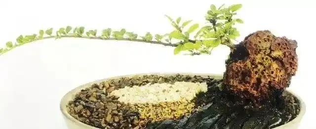 試著用點「化妝」土，你會看到盆栽的顏值發生著神奇的變化