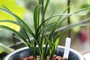 試著用點「化妝」土，你會看到盆栽的顏值發生著神奇的變化