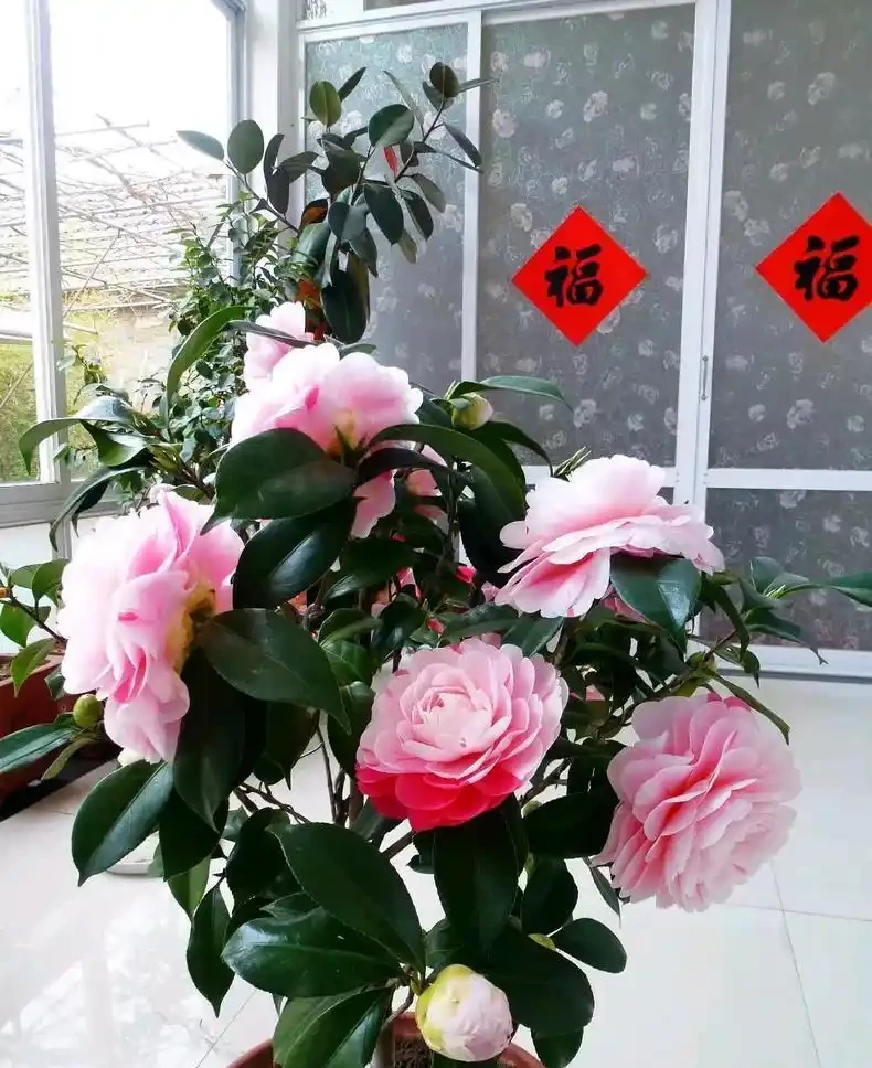 茶花愛「吃酸」,用上4種「調料」補酸,新葉冒,葉片油綠開花多