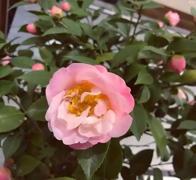 茶花愛「吃酸」,用上4種「調料」補酸,新葉冒,葉片油綠開花多