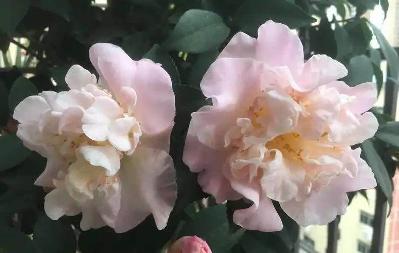 茶花愛「吃酸」,用上4種「調料」補酸,新葉冒,葉片油綠開花多