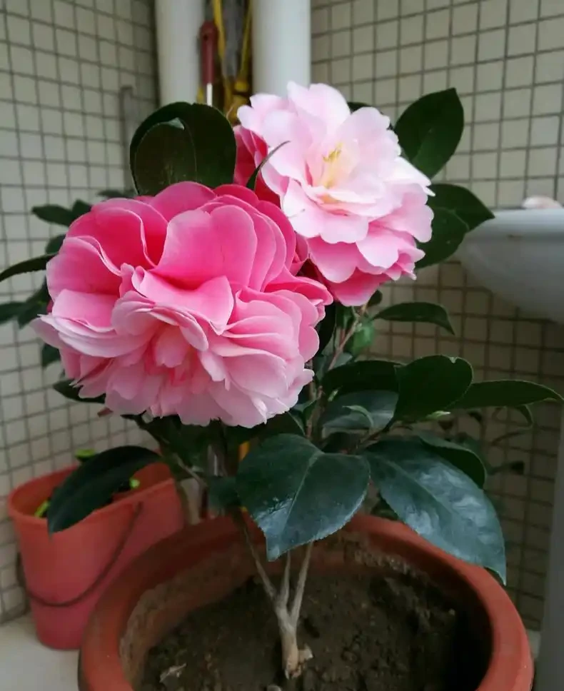 茶花愛「吃酸」,用上4種「調料」補酸,新葉冒,葉片油綠開花多