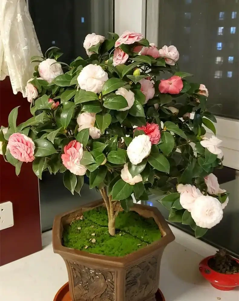 茶花愛「吃酸」,用上4種「調料」補酸,新葉冒,葉片油綠開花多