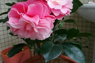 茶花愛「吃酸」，用上4種「調料」補酸，新葉冒，葉片油綠開花多