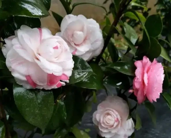 茶花不難養,「5步」做到位,一棵養多年,年年能開花