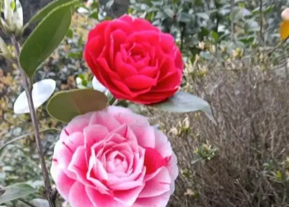 茶花不難養,「5步」做到位,一棵養多年,年年能開花