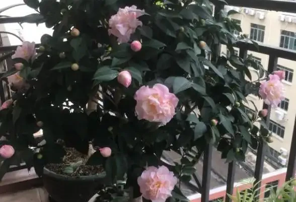 茶花不難養,「5步」做到位,一棵養多年,年年能開花
