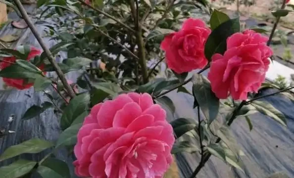 茶花不難養,「5步」做到位,一棵養多年,年年能開花