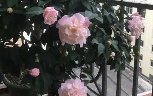 茶花不難養,「5步」做到位,一棵養多年,年年能開花