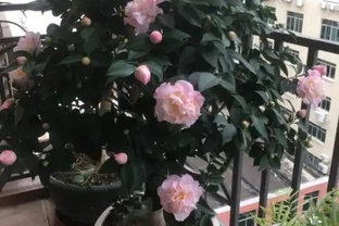 茶花不難養，「5步」做到位，一棵養多年，年年能開花