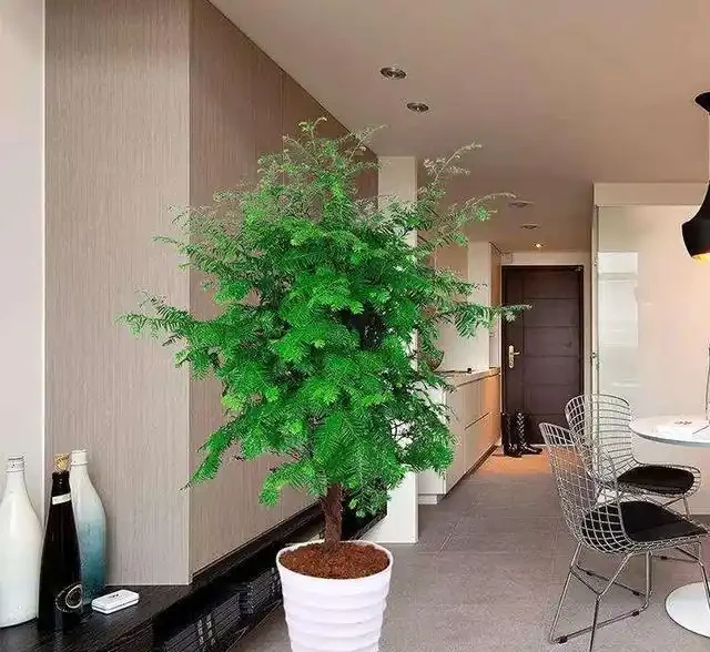 家裡有吸菸人士,養這幾種花,二手菸吸光光,還你清新居室