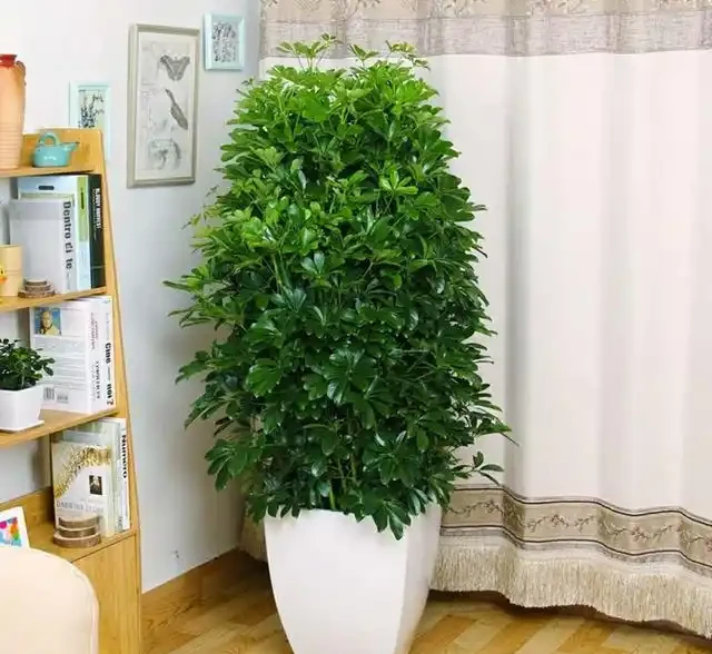 家裡有吸菸人士,養這幾種花,二手菸吸光光,還你清新居室