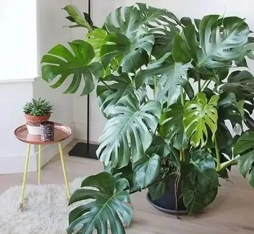 家裡有吸菸人士,養這幾種花,二手菸吸光光,還你清新居室