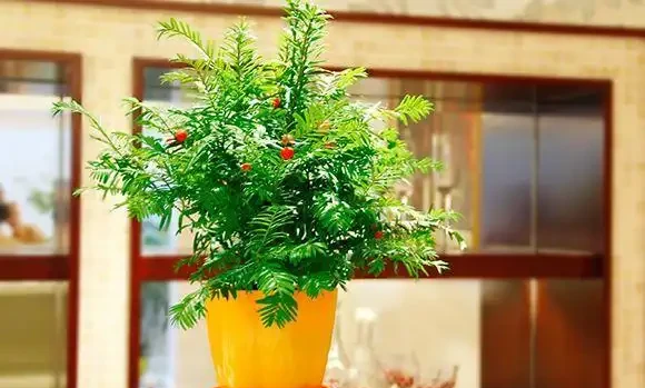 家裡有吸菸人士,養這幾種花,二手菸吸光光,還你清新居室