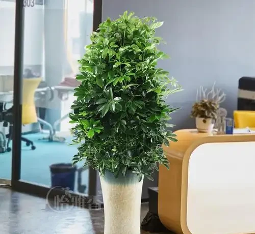 家裡有吸菸人士,養這幾種花,二手菸吸光光,還你清新居室