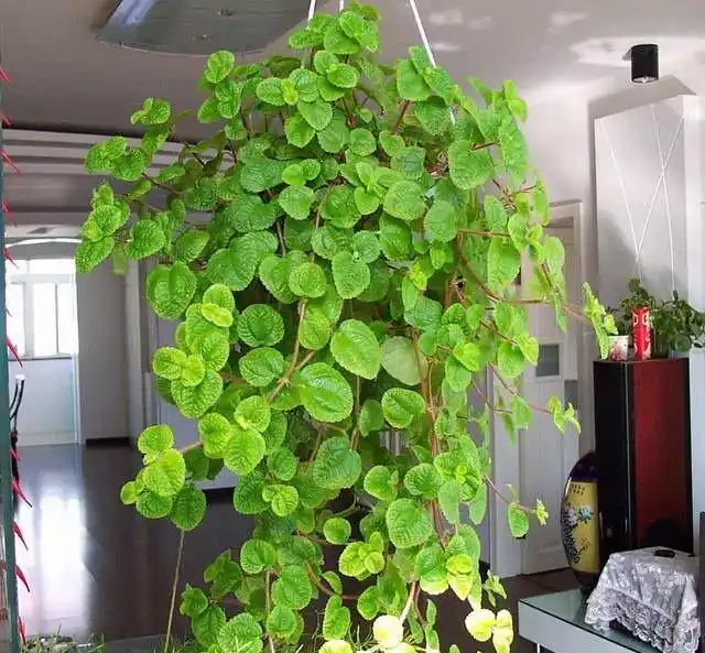 家裡有吸菸人士,養這幾種花,二手菸吸光光,還你清新居室