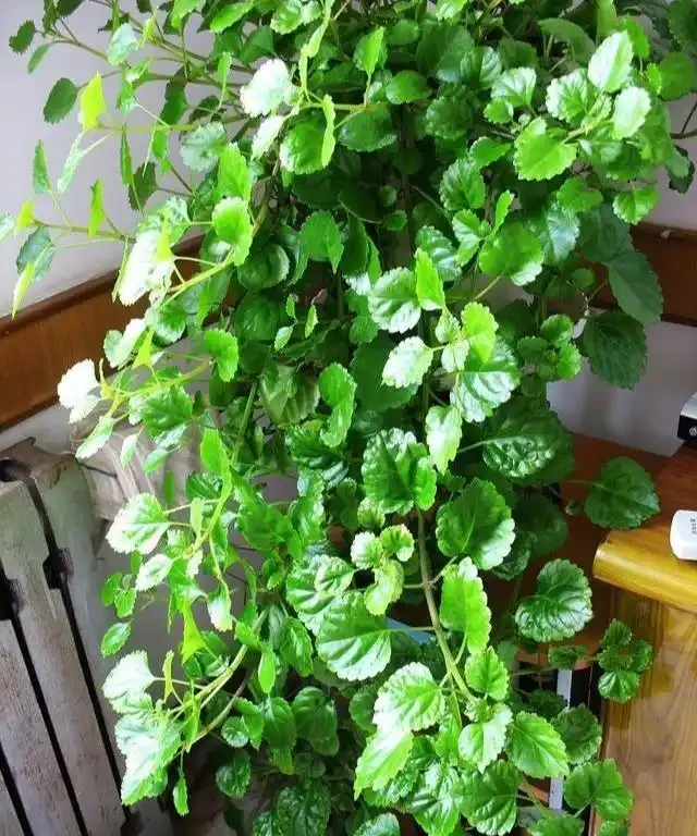 家裡有吸菸人士,養這幾種花,二手菸吸光光,還你清新居室