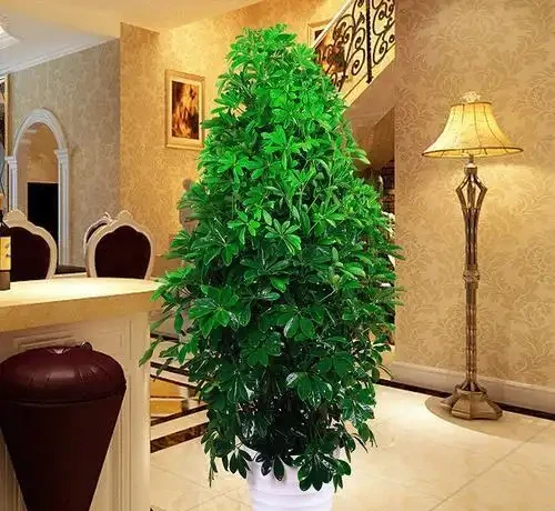 家裡有吸菸人士,養這幾種花,二手菸吸光光,還你清新居室