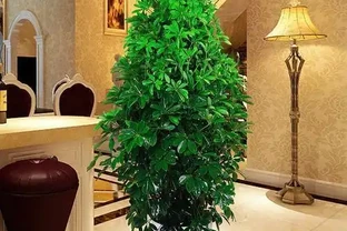 家裡有吸菸人士，養這幾種花，二手菸吸光光，還你清新居室