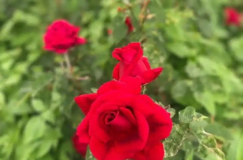 地植的玫瑰花可以盆栽嗎?怎麼養護好?